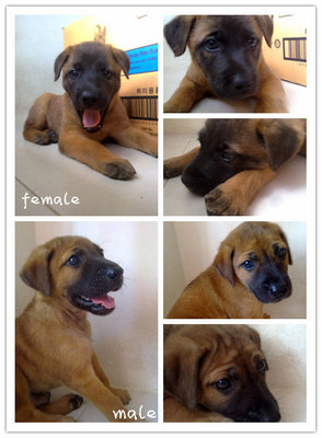 Puppy For Adoption!! - Mixed Breed Dog