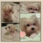 Gong Ju - Maltese Dog