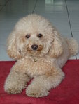 Taffy - Poodle Dog