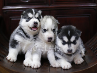 Siberian Husky Puppies - Siberian Husky Dog