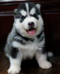 Siberian Husky Puppies - Siberian Husky Dog