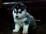 Siberian Husky Puppies - Siberian Husky Dog