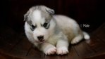 Siberian Husky Puppies - Siberian Husky Dog