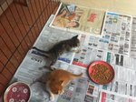 Little Yuri &amp; Yoshi - Domestic Medium Hair + Domestic Short Hair Cat