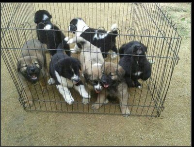 Caucasian Shepherd - Caucasian Sheepdog (Caucasian Ovtcharka) Dog