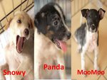 Snowy, Panda &amp; Moomoo (Pj) - Mixed Breed Dog