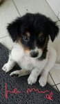 Snowy, Panda &amp; Moomoo (Pj) - Mixed Breed Dog