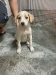 Snowy, Panda &amp; Moomoo (Pj) - Mixed Breed Dog