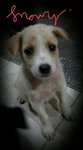 Snowy, Panda &amp; Moomoo (Pj) - Mixed Breed Dog