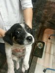 Snowy, Panda &amp; Moomoo (Pj) - Mixed Breed Dog