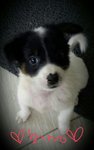 Snowy, Panda &amp; Moomoo (Pj) - Mixed Breed Dog