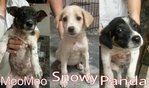 Snowy, Panda &amp; Moomoo (Pj) - Mixed Breed Dog