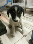 Snowy, Panda &amp; Moomoo (Pj) - Mixed Breed Dog