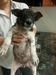 Snowy, Panda &amp; Moomoo (Pj) - Mixed Breed Dog