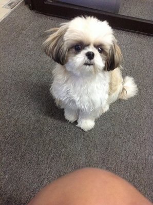 Qbie  - Shih Tzu Dog