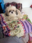 Qbie  - Shih Tzu Dog