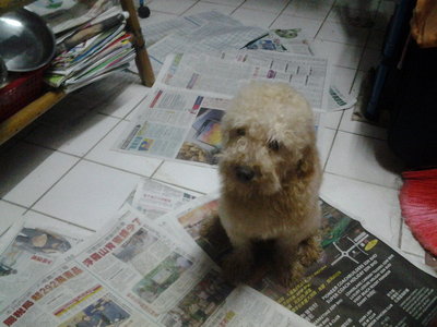 Romeo - Poodle Dog