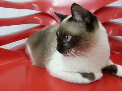 Mel - Siamese Cat