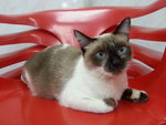 Mel - Siamese Cat