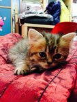 Kitten 1 - Persian Cat