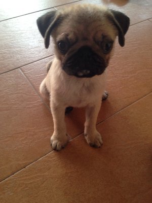 Skylar - Pug Dog