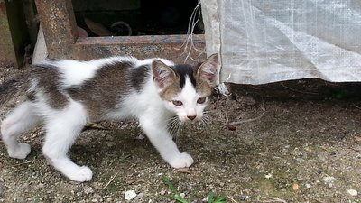 PF51931 - Oriental Short Hair Cat