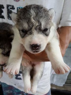 Siberian Husky  - Siberian Husky + Husky Dog