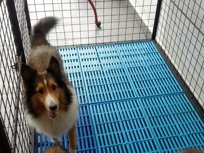 PF51951 - Shetland Sheepdog Sheltie Dog