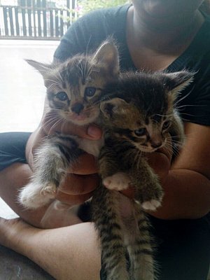 Twins - Oriental Short Hair Cat