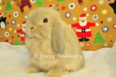 Holland Lop - Blue Tort 12 - Holland Lop Rabbit