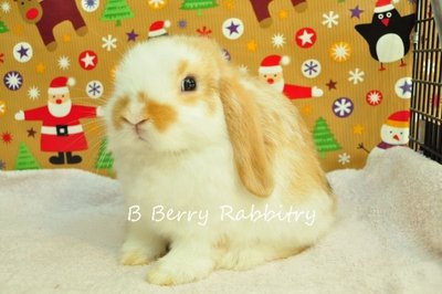 Holland Lop - Broken Orange 1222 - Holland Lop Rabbit