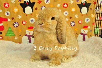 Holland Lop - Orange 22 - Holland Lop Rabbit