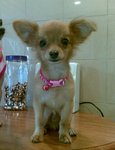 Tou Tou - Chihuahua Dog