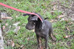 Charpee - Shar Pei Mix Dog