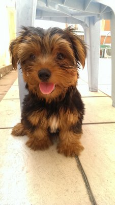 Teddy - Silky Terrier Dog