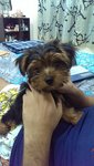 Teddy - Silky Terrier Dog