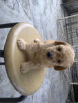 Toy Poodle Puppies - Mixed Breed Dog