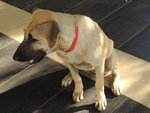 Ginger  :::::neutered::::: - Mixed Breed Dog