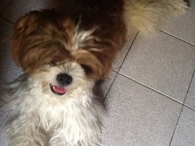 Bobby The Smiling Shih Tzu - Shih Tzu Cat