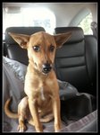 Princess - Miniature Pinscher Mix Dog