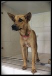 Princess - Miniature Pinscher Mix Dog