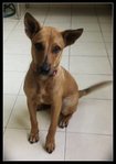 Princess - Miniature Pinscher Mix Dog