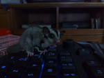 Tamed Sugar Glider - Sugar Glider Small & Furry