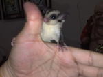 Tamed Sugar Glider - Sugar Glider Small & Furry