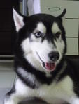 Handsome - Siberian Husky Dog