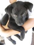 2 Black Puppies - Labrador Retriever Mix Dog