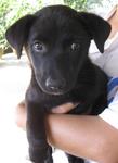 2 Black Puppies - Labrador Retriever Mix Dog