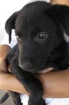 2 Black Puppies - Labrador Retriever Mix Dog