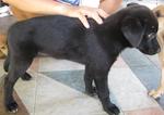 2 Black Puppies - Labrador Retriever Mix Dog