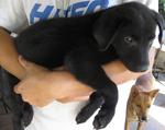 2 Black Puppies - Labrador Retriever Mix Dog